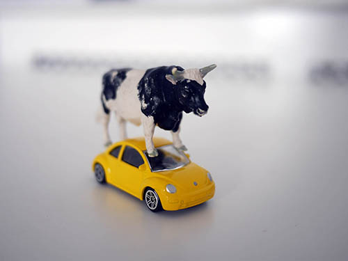 Cow and car, photography by Jay Rechsteiner